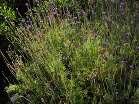 Lavandula x cristiana